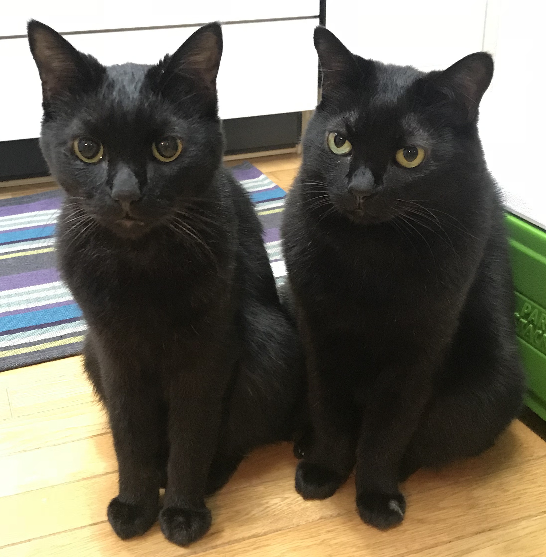 アニマルメッセージ